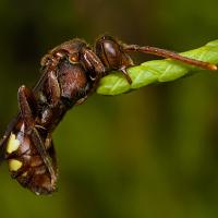 Sleeping Nomada Bee 1 